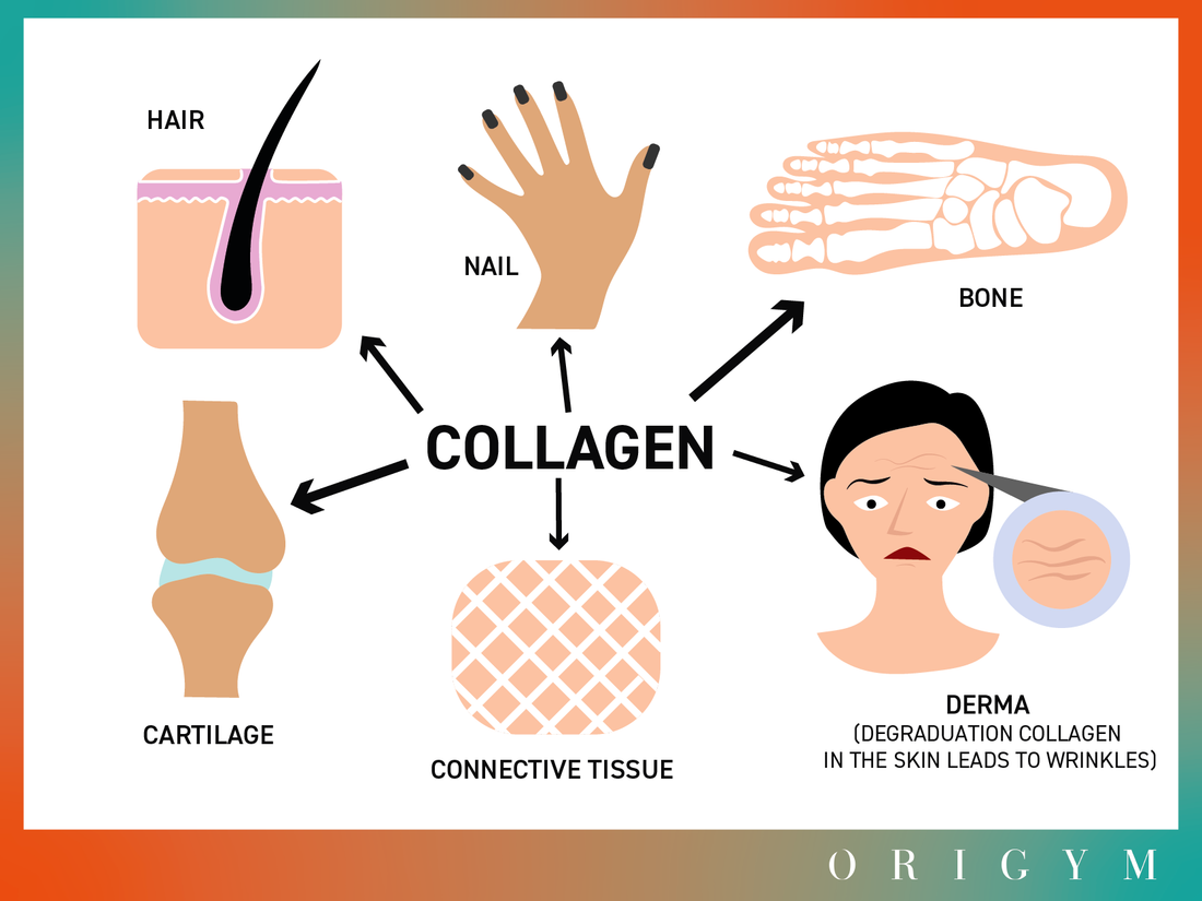 The main functions of collagen and expert advice for taking collagen efficiency