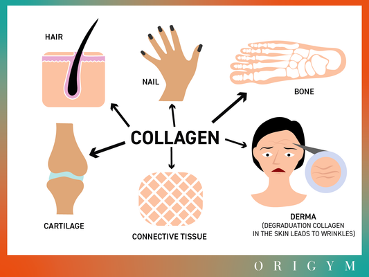 The main functions of collagen and expert advice for taking collagen efficiency