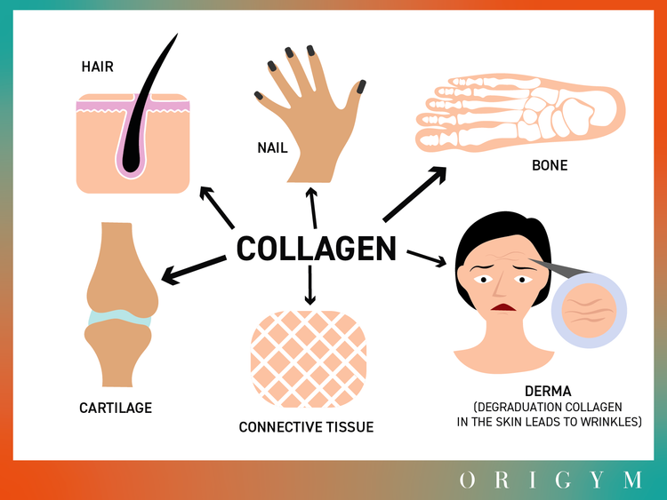 The main functions of collagen and expert advice for taking collagen e ...