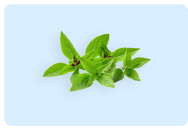 Fermented Plant Extract